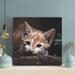 Red Barrel Studio® Orange Tabby Kitten On Brown Rock - 1 Piece Square Graphic Art Print On Wrapped Canvas in Brown/White | Wayfair