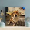 Latitude Run® Corgi w/ Elf Ear Hair Band - 1 Piece Rectangle Graphic Art Print On Wrapped Canvas in Brown | 12 H x 12 W x 2 D in | Wayfair