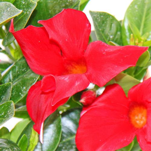 Exotenherz - Dipladenia - Chilenischer Jasmin - 10cm Topf - 1 Pflanze - rot