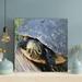 Bayou Breeze Black & Brown Turtle On Brown Wooden Surface - 1 Piece Square Graphic Art Print On Wrapped Canvas Metal in Black/Gray | Wayfair