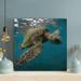 Bayou Breeze Brown & Green Turtle In Water 2 - 1 Piece Square Graphic Art Print On Wrapped Canvas in Green/Yellow | 32 H x 32 W x 2 D in | Wayfair