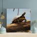 Bayou Breeze Brown & Black Turtle On Brown Log 2 - 1 Piece Square Graphic Art Print On Wrapped Canvas in Blue/Brown | 12 H x 12 W x 2 D in | Wayfair