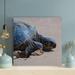 Bayou Breeze A Black Turtle On The Sand Under Sunlight - 1 Piece Square Graphic Art Print On Wrapped Canvas - Wrapped Canvas Painting Canvas | Wayfair