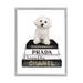 Stupell Industries Maltese Dog Glam Pet Fashion Bookstack Black Framed Giclee Texturized Art By Amanda Green in Brown | Wayfair ak-756_gff_16x20