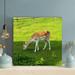 Loon Peak® Brown Deer Eating Grass 3 - 1 Piece Square Graphic Art Print On Wrapped Canvas in Green | 12 H x 12 W x 2 D in | Wayfair