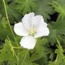 Pépinières Naudet - 2 Géraniums Sanguin 'Album' (Geranium Sanguineum) - Vendu par 2