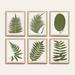 Fern Leaf Sage Art - Print I, 30" X 24" - Ballard Designs 30" X 24" - Ballard Designs