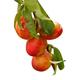 Olive Grove Dwarf Patio Fruit Tree - Nectarine - Approx 75cm Tall -