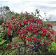 Cotoneaster Cornubia - Semi Evergreen Garden Shrub/ Tree