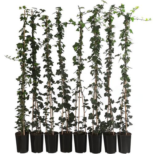 Dehner - Großblättriger Efeu Hibernica, für 2 Meter Hecke, ca. 150 cm, 8 x 3 l Topf, Heckenpflanze