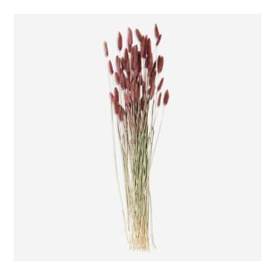 Madam Stoltz - Fuchsia Pink Dried Flowers