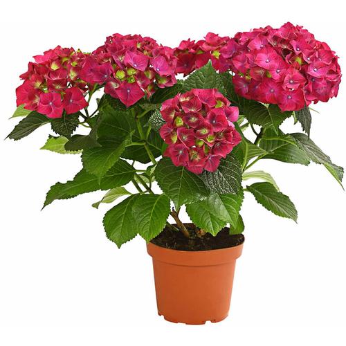 Hortensie, üppige pinke Blütenbälle, ca. 40-50 cm, ø Topf 13 cm, Zierstrauch - Dehner