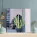 Foundry Select Cactus In Plant Beside Window - 1 Piece Square Graphic Art Print On Wrapped Canvas in Black/Green | 12 H x 12 W x 2 D in | Wayfair