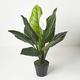 HOMESCAPES Artificial Peace Lily Plant 90 cm Tall Fake Spathiphyllum Flower in Black Pot