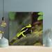 Latitude Run® Green & Black Frog Close-Up Photography - 1 Piece Square Graphic Art Print On Wrapped Canvas in Black/Green/Yellow | Wayfair