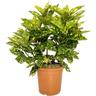 Kentis - Aucuba Japonica Crotonifolia - h 60-70 cm Vaso da Coltura ø 24 cm