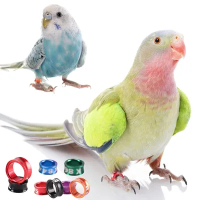 Anneau de pied de perroquets d'oiseaux en aluminium anneau de pied de pigeons outil d'entraînement