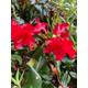Dwarf Red Rhododendron 2 Litre Pot (Free UK Postage)