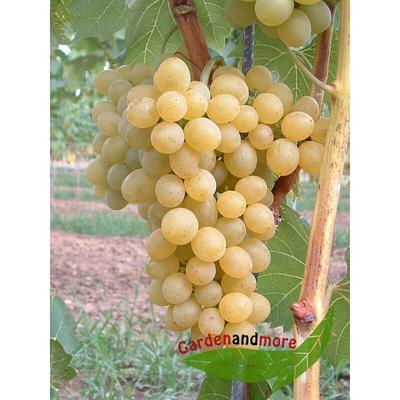 Goldgelbe Wein Traube Suzi lecker und robust, wüchsig Image