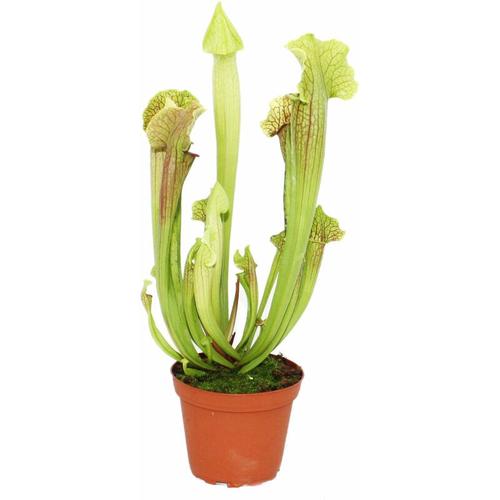 Exotenherz - Schlauchpflanze - Sarracenia - groß - 12cm Topf