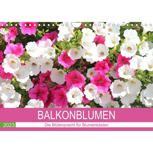 Balkonblumen. Die Blütenpracht für Blumenkästen (Wandkalender 2023 DIN A4 quer)