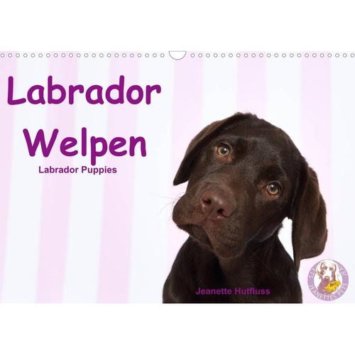 Labrador Welpen - Labrador Puppies (Wandkalender 2023 DIN A3 quer)