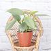 Thorsen's Greenhouse Live Silver Sword Philodendron Plant in Biodegradable Pot in Brown | 6 H x 4 D in | Wayfair 4 Phil Silver Sword-thin-tc