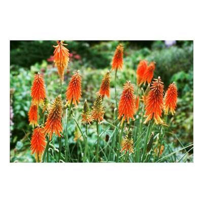 6 Stauden, orange wie Red Hot Chilli Pepper Image