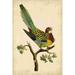 Red Barrel Studio® Nodder Tropical Bird Pl. 93 (A) Canvas | 12 H x 8 W x 1.25 D in | Wayfair 6844BE7592BA4261AEB1F3EA07B7E2E2