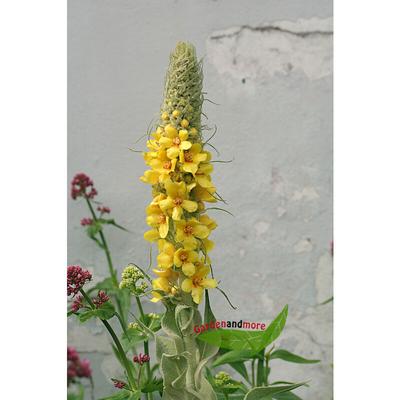 Verbascum Königskerze Wetterkerze imposante Erscheinung