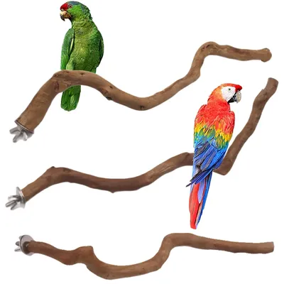 Perchoir perroquet naturel pour oiseaux anciers d'arbre fourchette de meulage de pattes branches