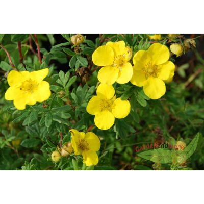 Potentilla Goldfinger, gelber Zwerg-Strauch, Dauerblüher, im Topf gew. 20-30 cm Image