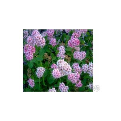 Prinzessspiere rosa Zwergstr. Spiraea Little Princess Image
