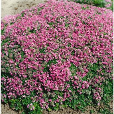 Thymus praecox 'Minor' p 0,5 Image
