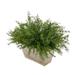 Primrue Faux Asparagus Fern In Grey Wood Mini Ledge Wood/Plastic in White | 13 H x 20 W x 12 D in | Wayfair 22DB552D88364FF0B97E8F5ED5519C83