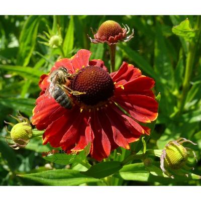 Mädchenauge Helenium rote, reichblühende Beetstaude Image