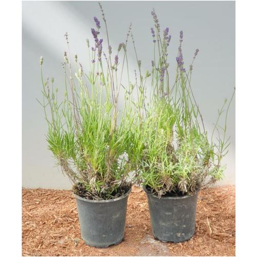 Pflanzen-für-dich.de - Echter Lavendel Lavandula angustifolia 0,5 - 1 l Topf - Violett