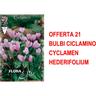 Offerta 21 bulbi ciclamino cyclamen hederifolium bulbi bulbs bulbes