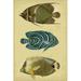 Rosecliff Heights Trio Of Tropical Fish III Metal | 48 H x 32 W x 1.25 D in | Wayfair 4C1E05A60C9042BE933919771250A31A