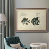 Rosecliff Heights Bloch Antique Fish II - Picture Frame Painting on Canvas Canvas, Solid Wood in White | 24 H x 36 W x 2.5 D in | Wayfair