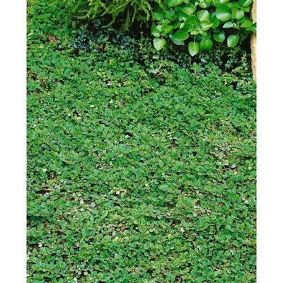 Sonstige - Cotoneaster dammeri 'Frieders Evergreen' p 0,5 10- 15 Image
