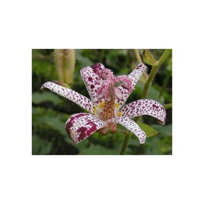 Krötenlilie Eine echte Rarietät Tricyrtis hirta selten Image