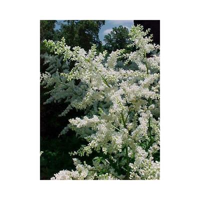 Brautschleier Astilbe weiß Pflanze Image