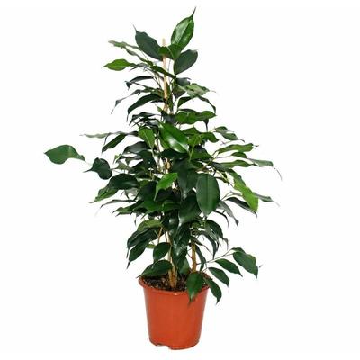 Ficus benjamini 'Danielle', Birkenfeige 14cm