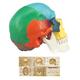 Human Colored Skull Model, Life Size 3-Part Anatomical Model with Colorful Human Skull Chart for Medical Student Human Anatomy Study Course