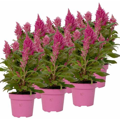 Pflanzen Kölle - Celosia 'Kelos Fire Pink' pink, Topf-Ø 12 cm, 6er-Set