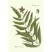 Rosalind Wheeler Small Antique Fern II Canvas | 12 H x 8 W x 1.25 D in | Wayfair E13820BDE9CD4D61966560E4C2DD9810