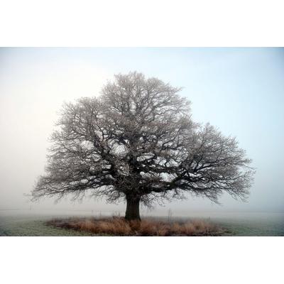 Fototapete PAPERMOON "Baum auf Insel", bunt, B:4,50m L:2,80m, Vlies, Tapeten