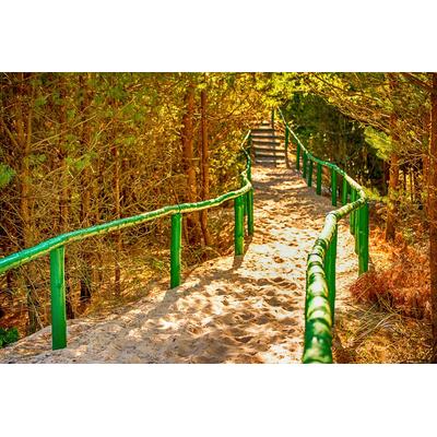 Fototapete PAPERMOON "Waldweg", bunt, B:3,50m L:2,60m, Vlies, Tapeten