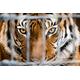 PAPERMOON Fototapete "Tiger im Käfig" Tapeten Gr. B/L: 5,00 m x 2,80 m, Bahnen: 10 St., bunt Fototapeten